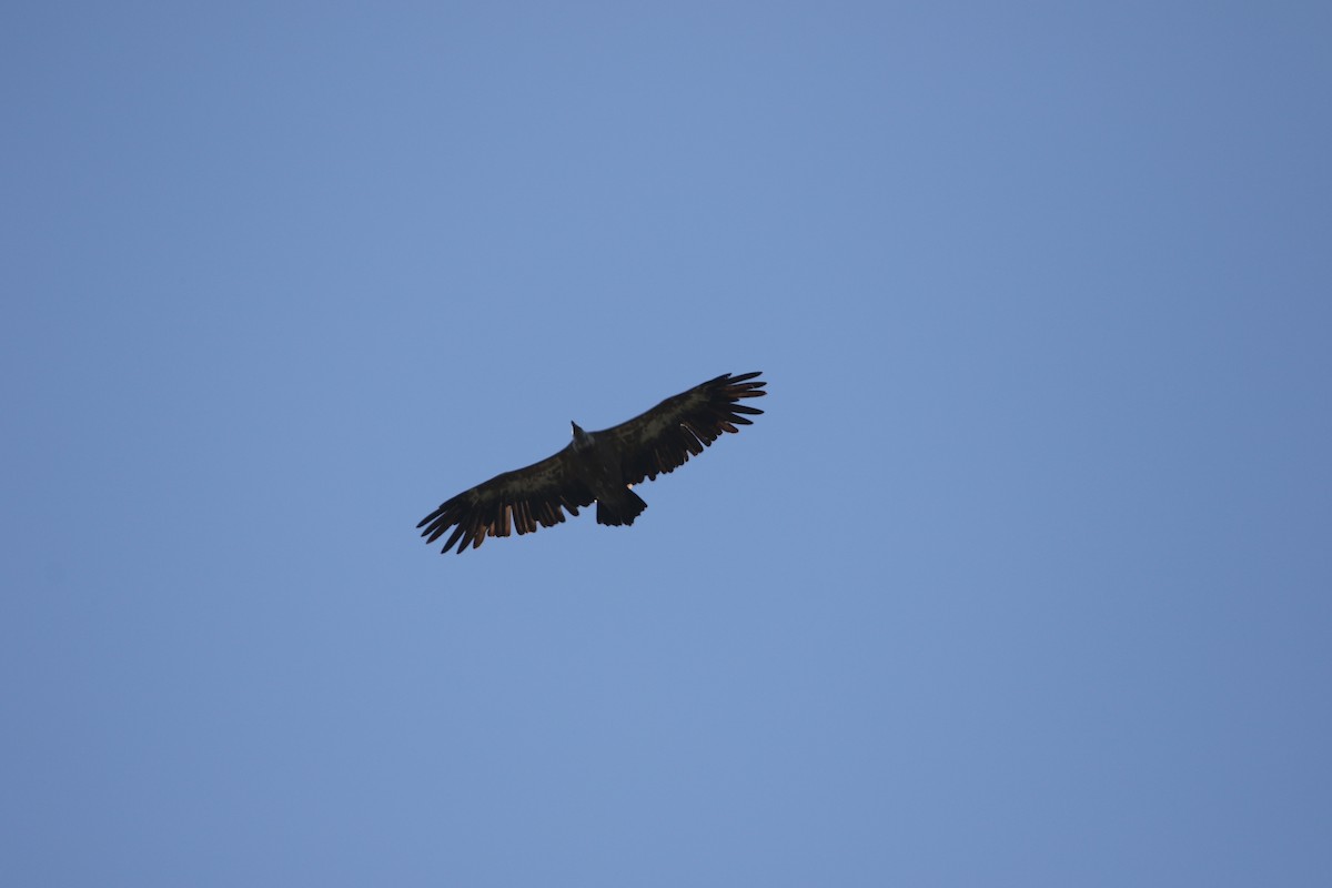 Eurasian Griffon - ML631162566