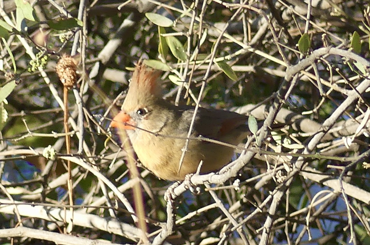Northern Cardinal - ML631162569