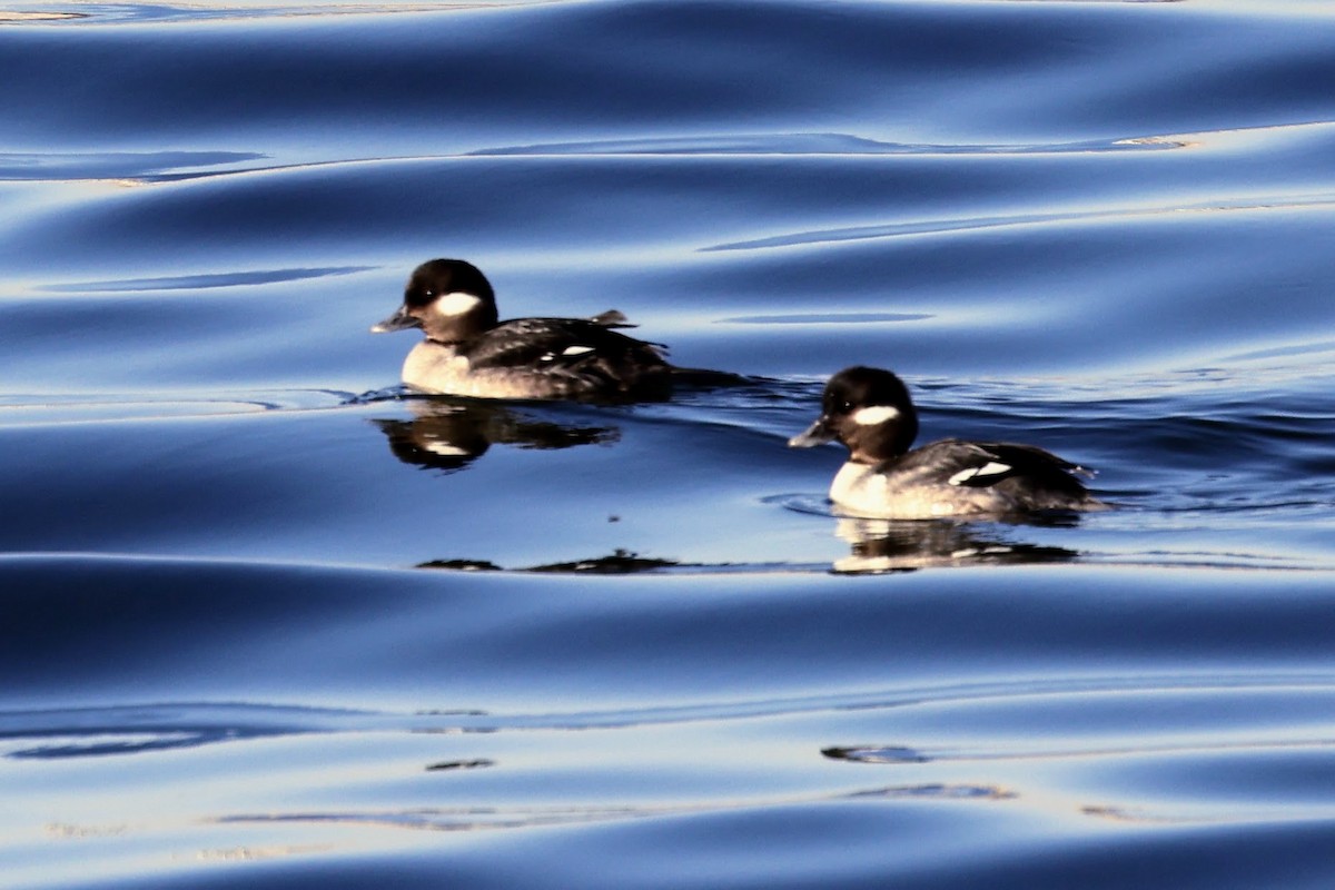 Bufflehead - ML631162610