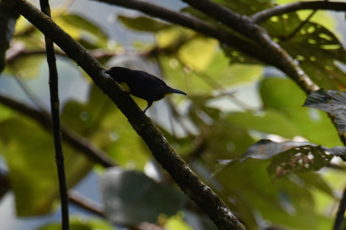 Golden-chested Tanager - ML631162638