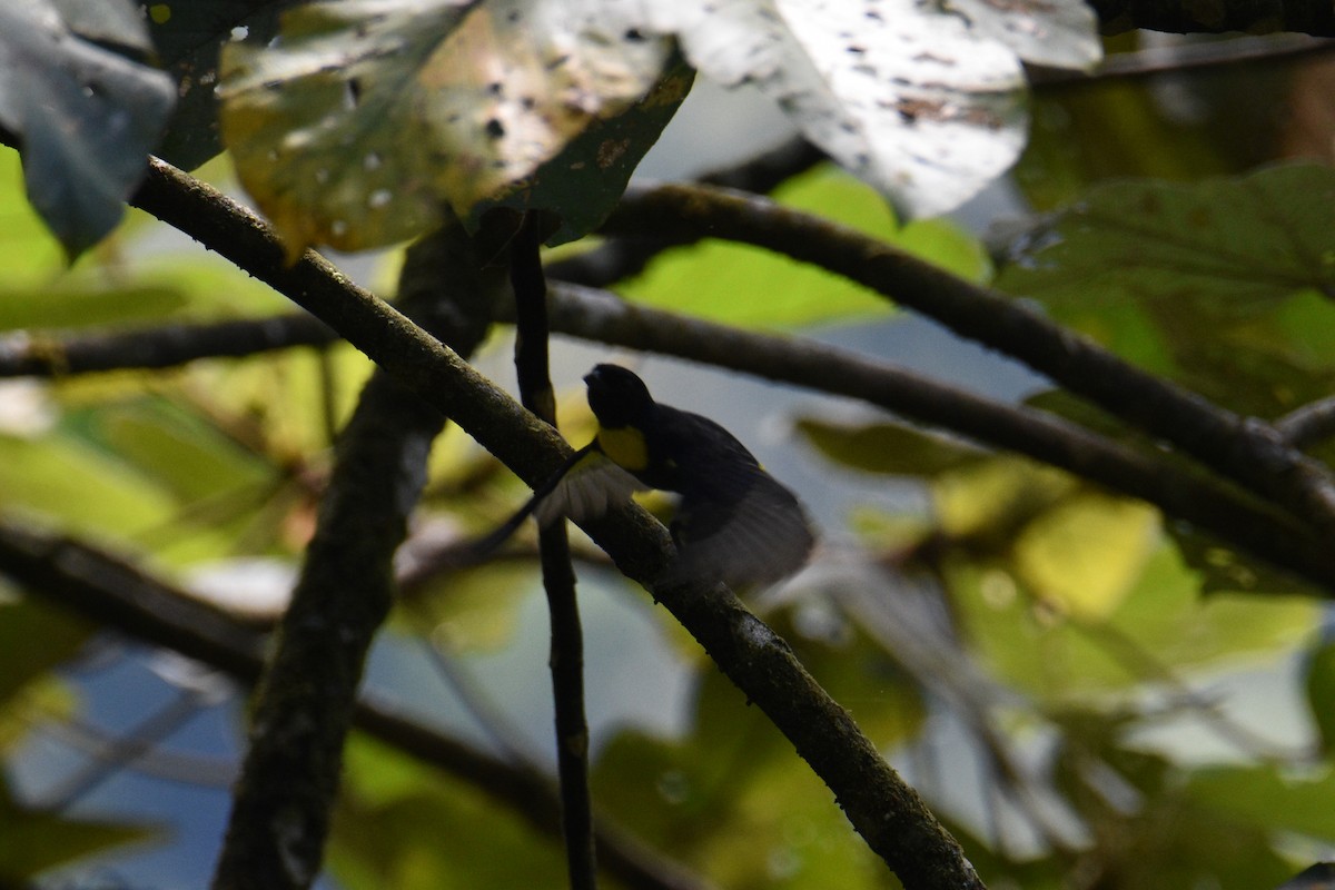 Golden-chested Tanager - ML631162639