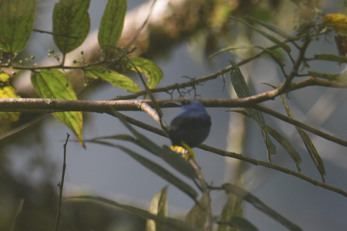 Purple Honeycreeper - ML631162734