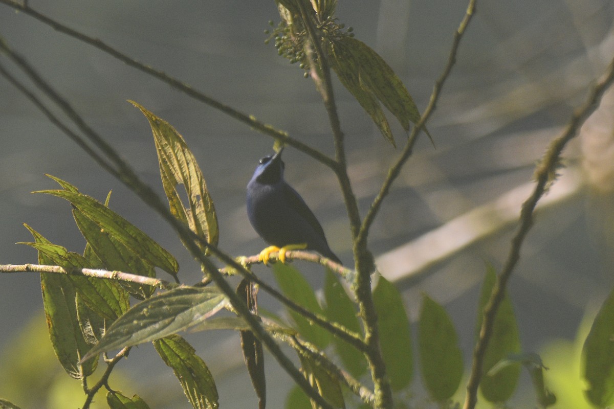 Purple Honeycreeper - ML631162735