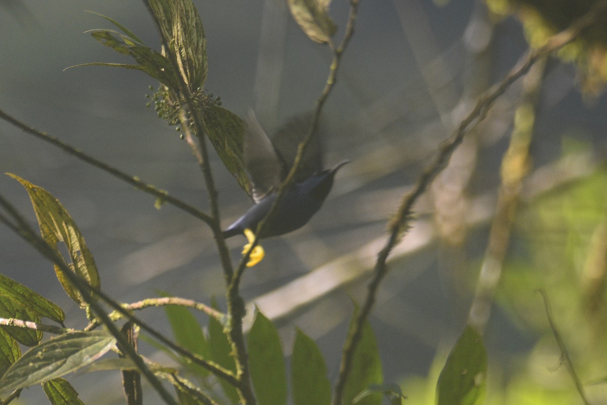 Purple Honeycreeper - ML631162736