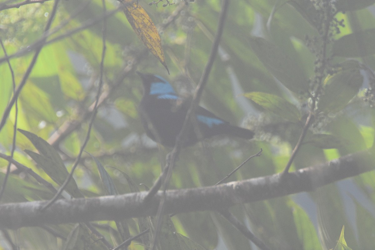 Scarlet-thighed Dacnis - ML631162745