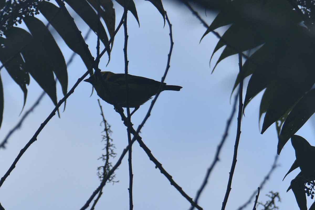 Emerald Tanager - ML631162755