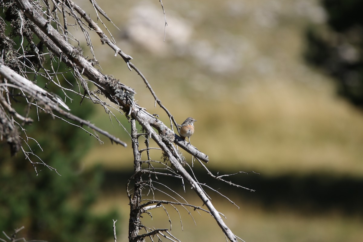 Common Redstart - ML631162834