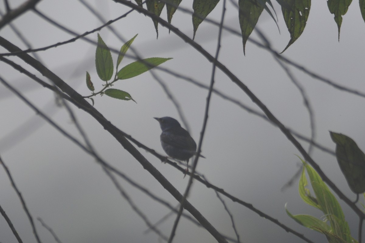 Blue Dacnis - ML631162851