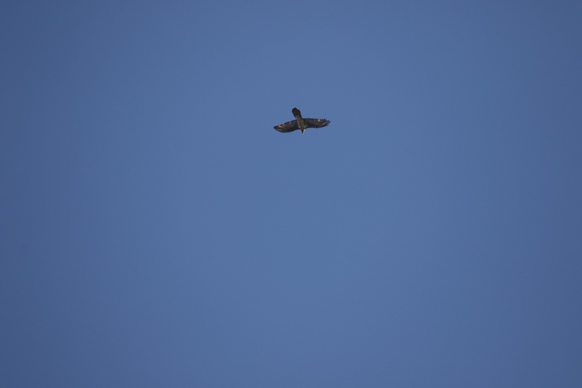 Bearded Vulture - ML631162904