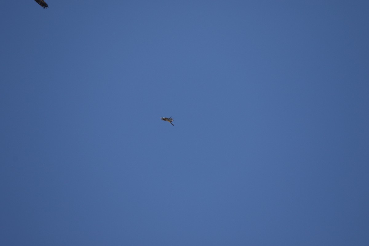 Bearded Vulture - ML631162941