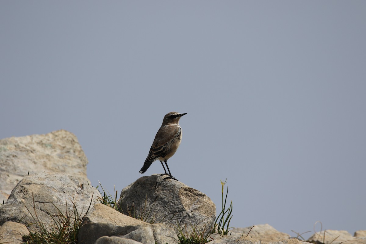 穗䳭 - ML631163050