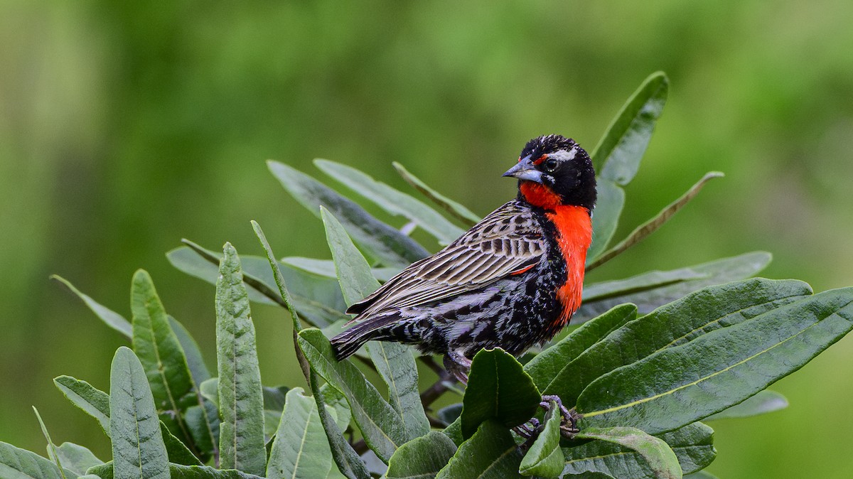 Peruvian Meadowlark - ML631163092