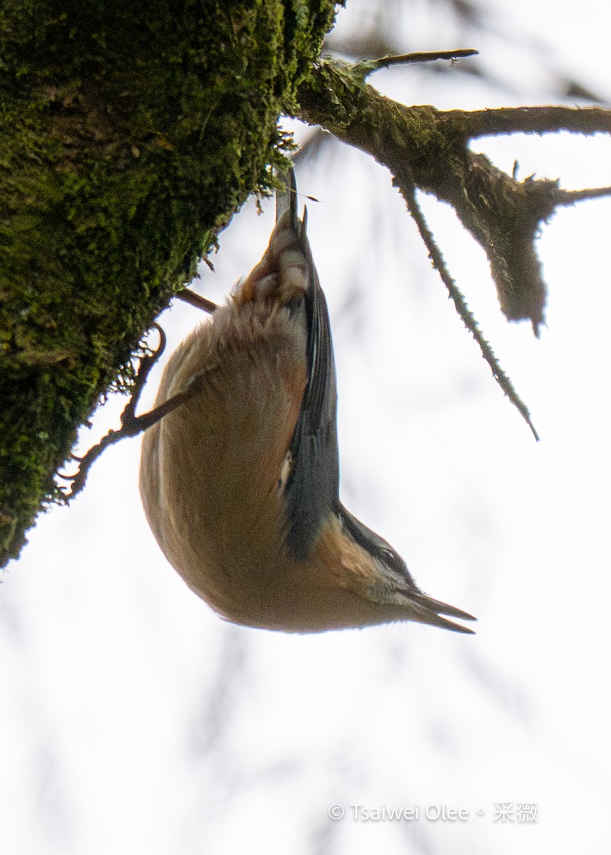 Eurasian Nuthatch (Chinese) - ML631163139