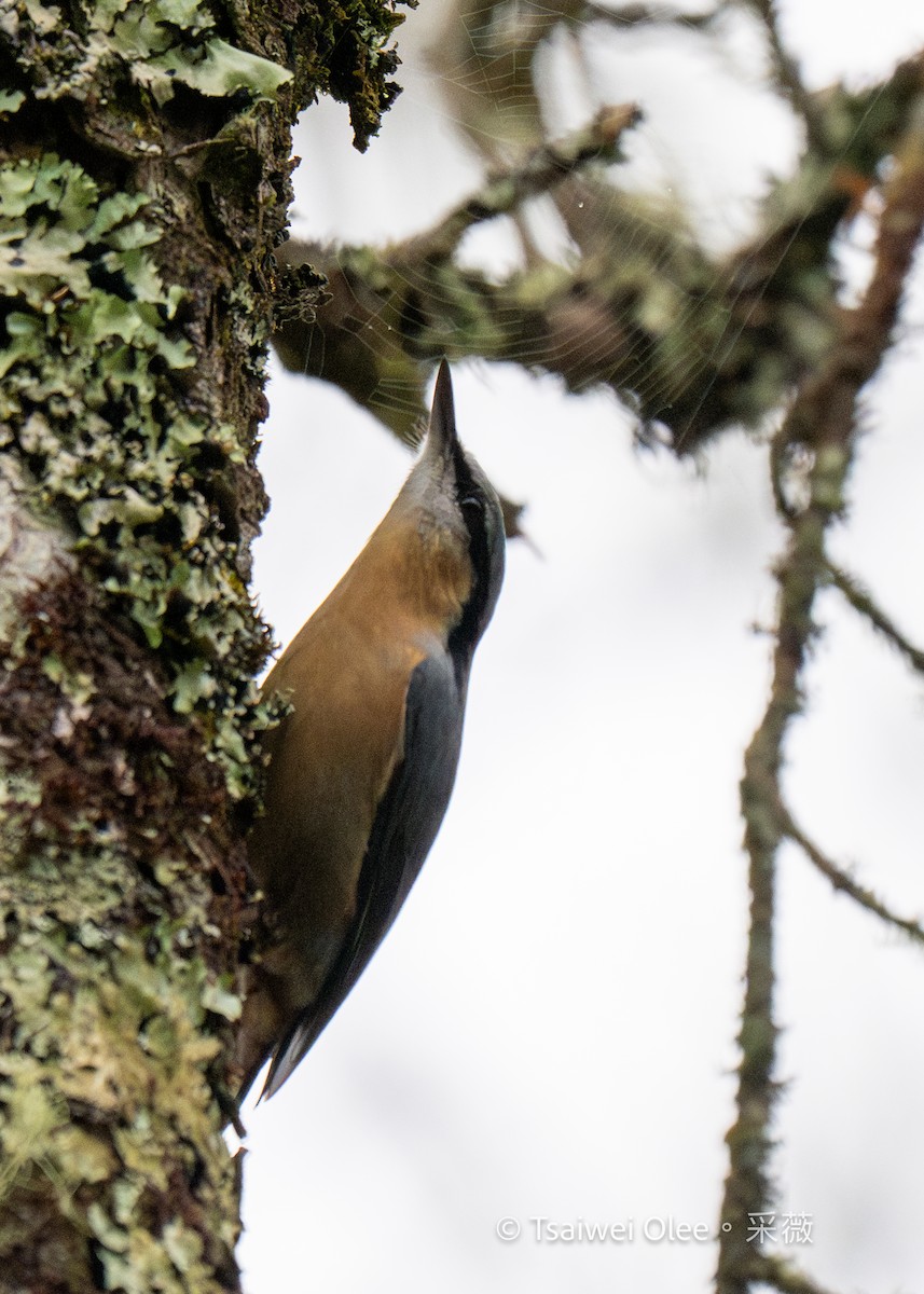 Eurasian Nuthatch (Chinese) - ML631163141