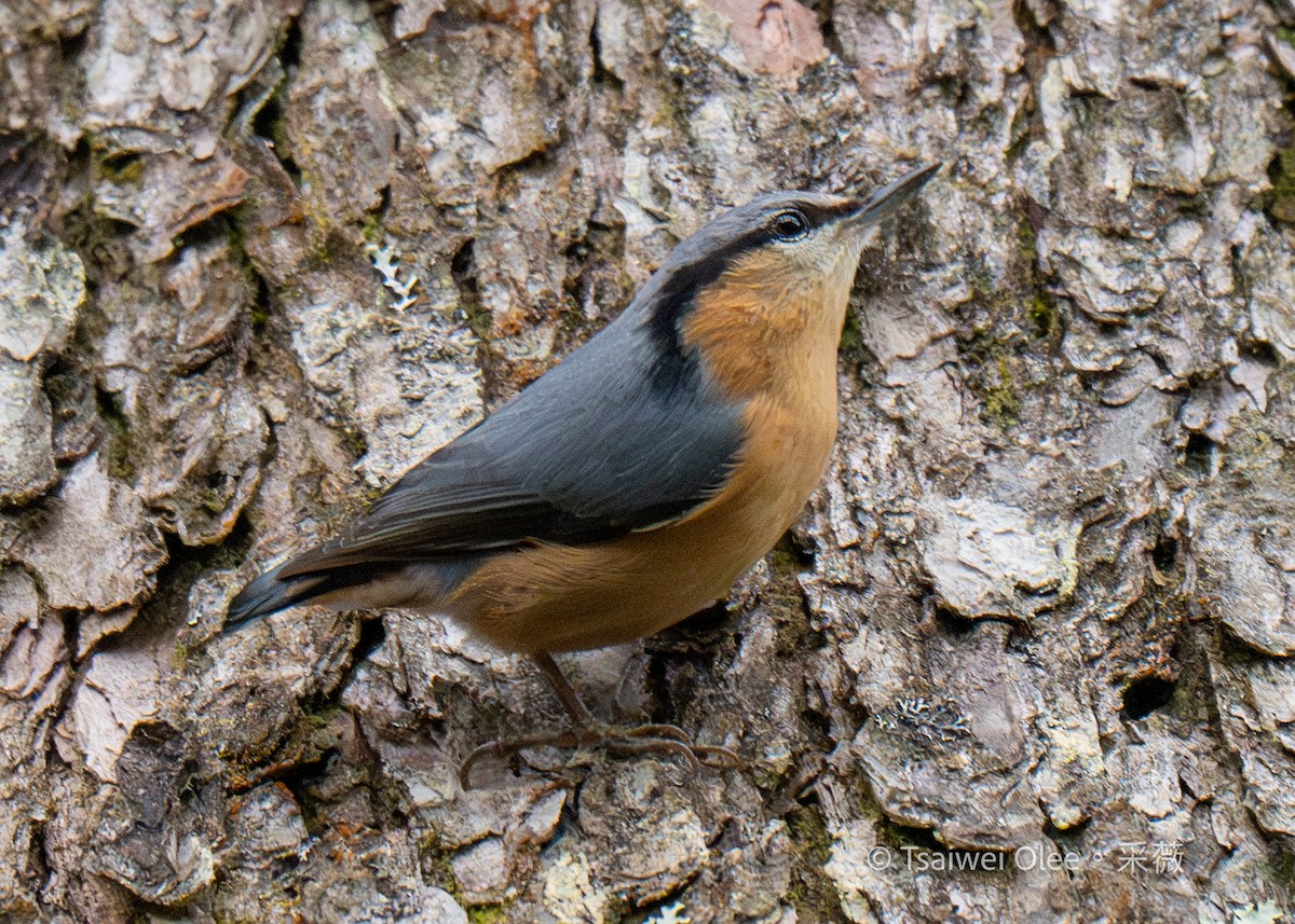 Eurasian Nuthatch (Chinese) - ML631163142