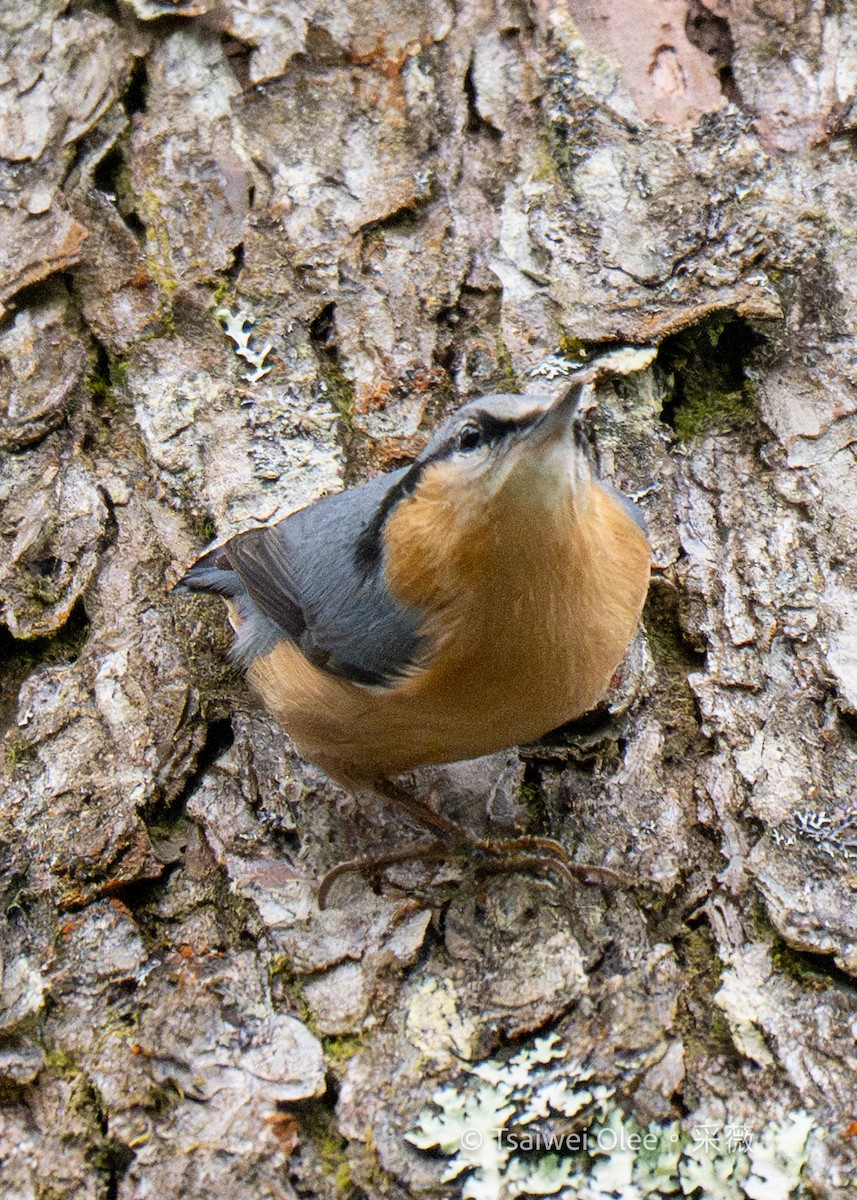 Eurasian Nuthatch (Chinese) - ML631163143
