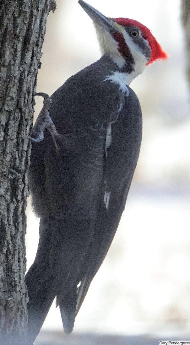 Pileated Woodpecker - ML631163145