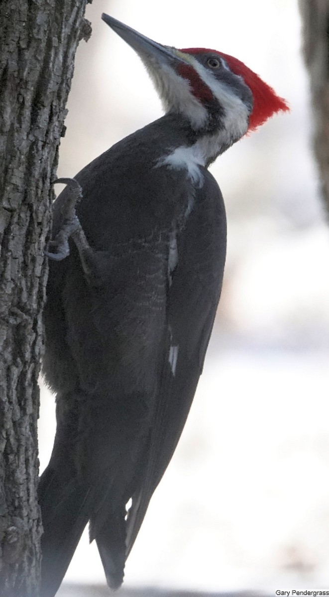 Pileated Woodpecker - ML631163146