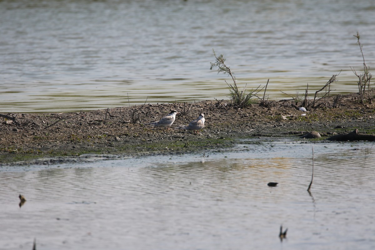 燕鷗 - ML631163472