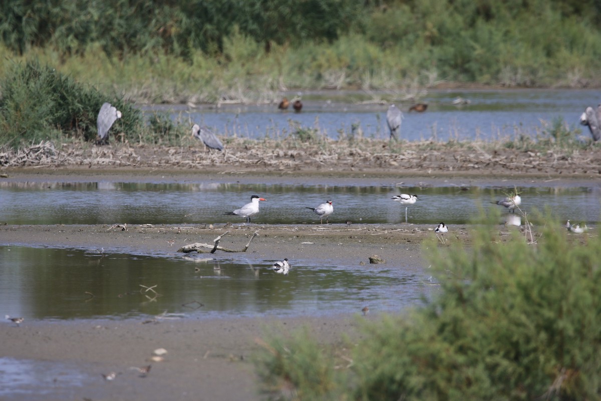 裏海燕鷗 - ML631163597