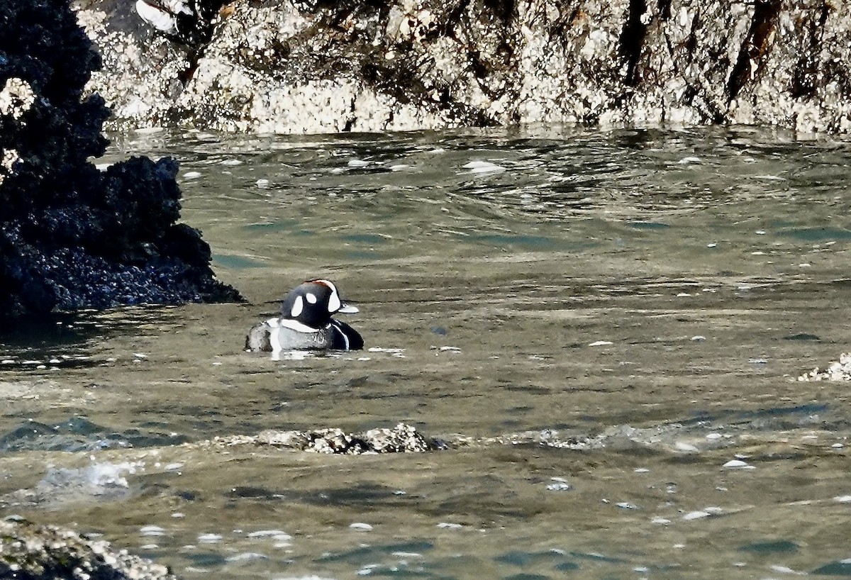 Harlequin Duck - ML631163679