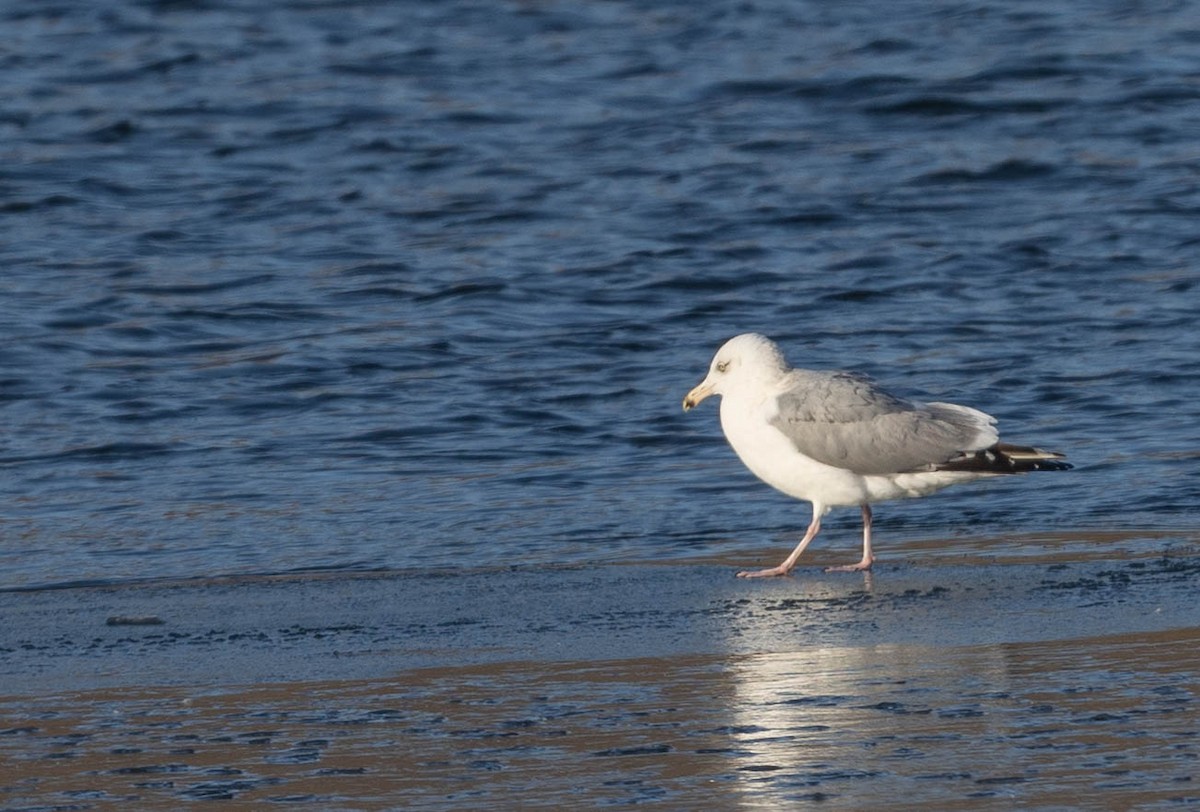 American Herring Gull - ML631163722