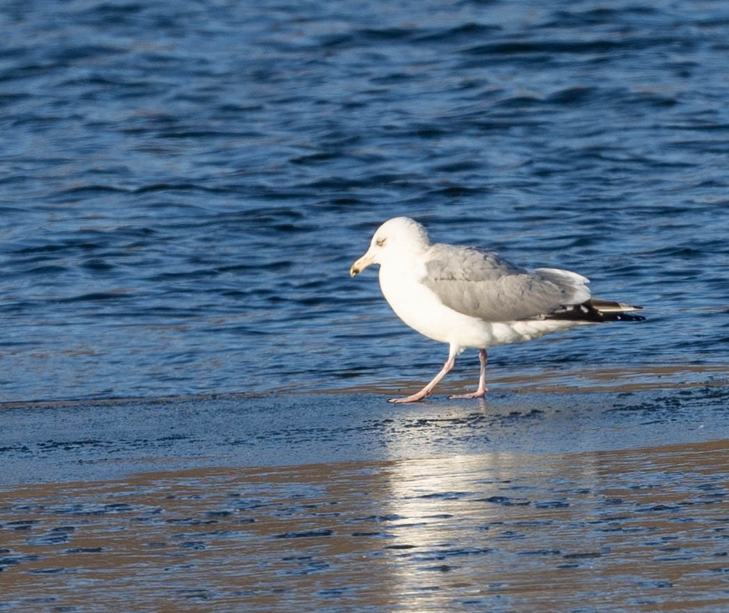 American Herring Gull - ML631163723