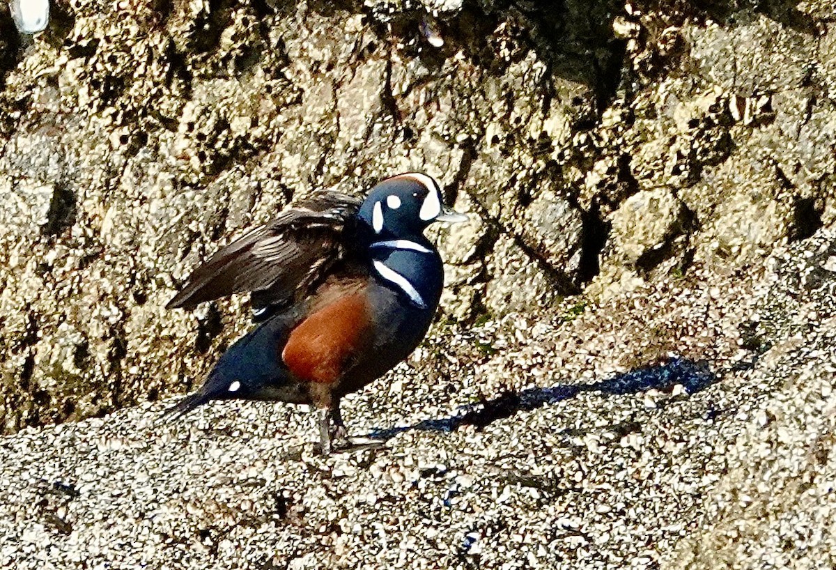 Harlequin Duck - ML631163724