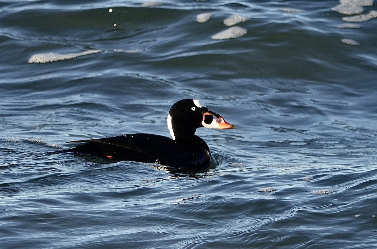 Surf Scoter - ML631163745