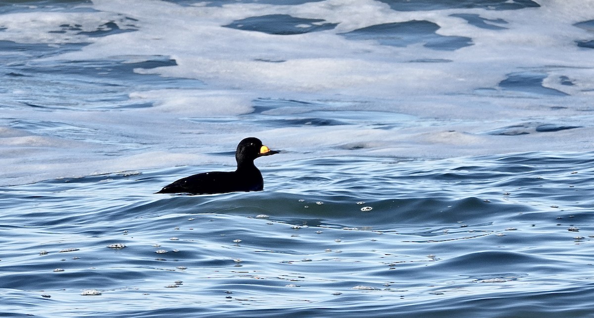 Black Scoter - ML631163754