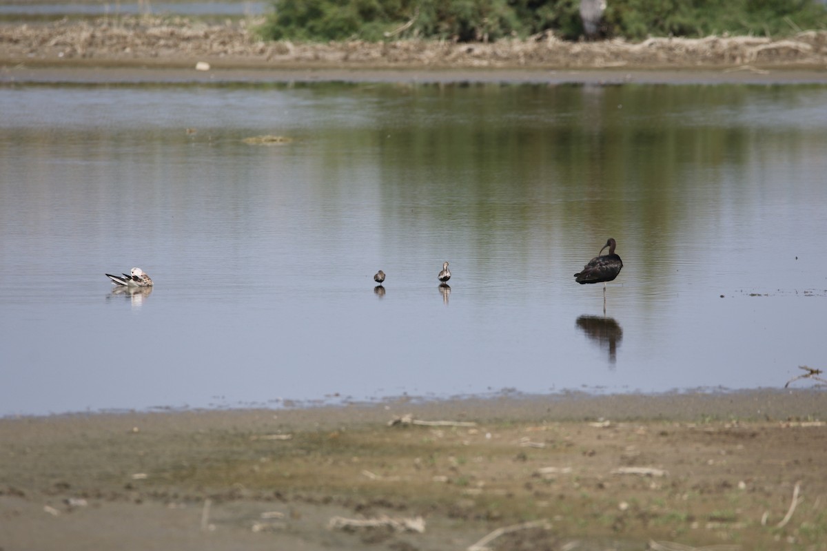 彩䴉 - ML631163765