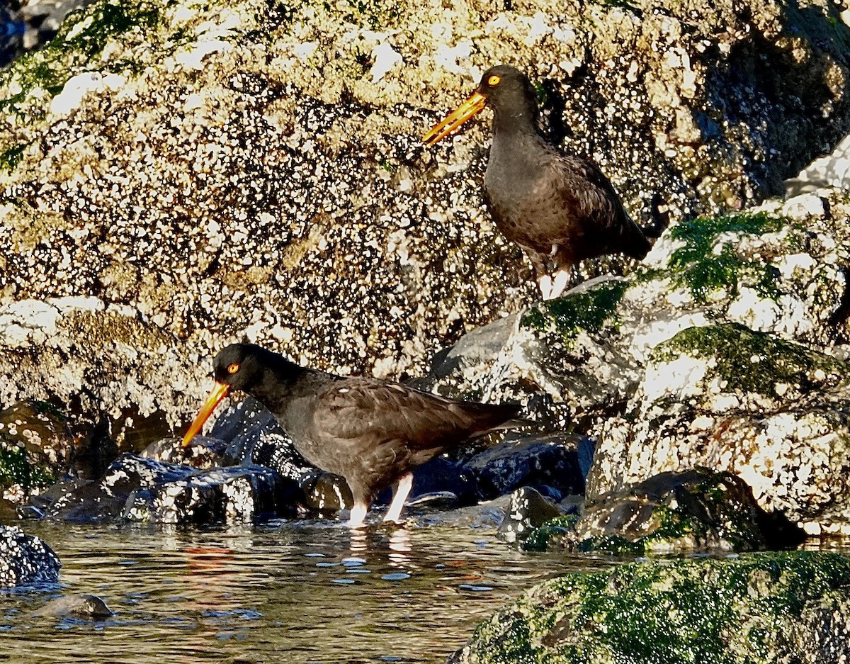 Black Oystercatcher - ML631163772