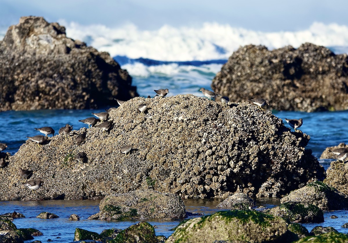 Black Turnstone - ML631163804