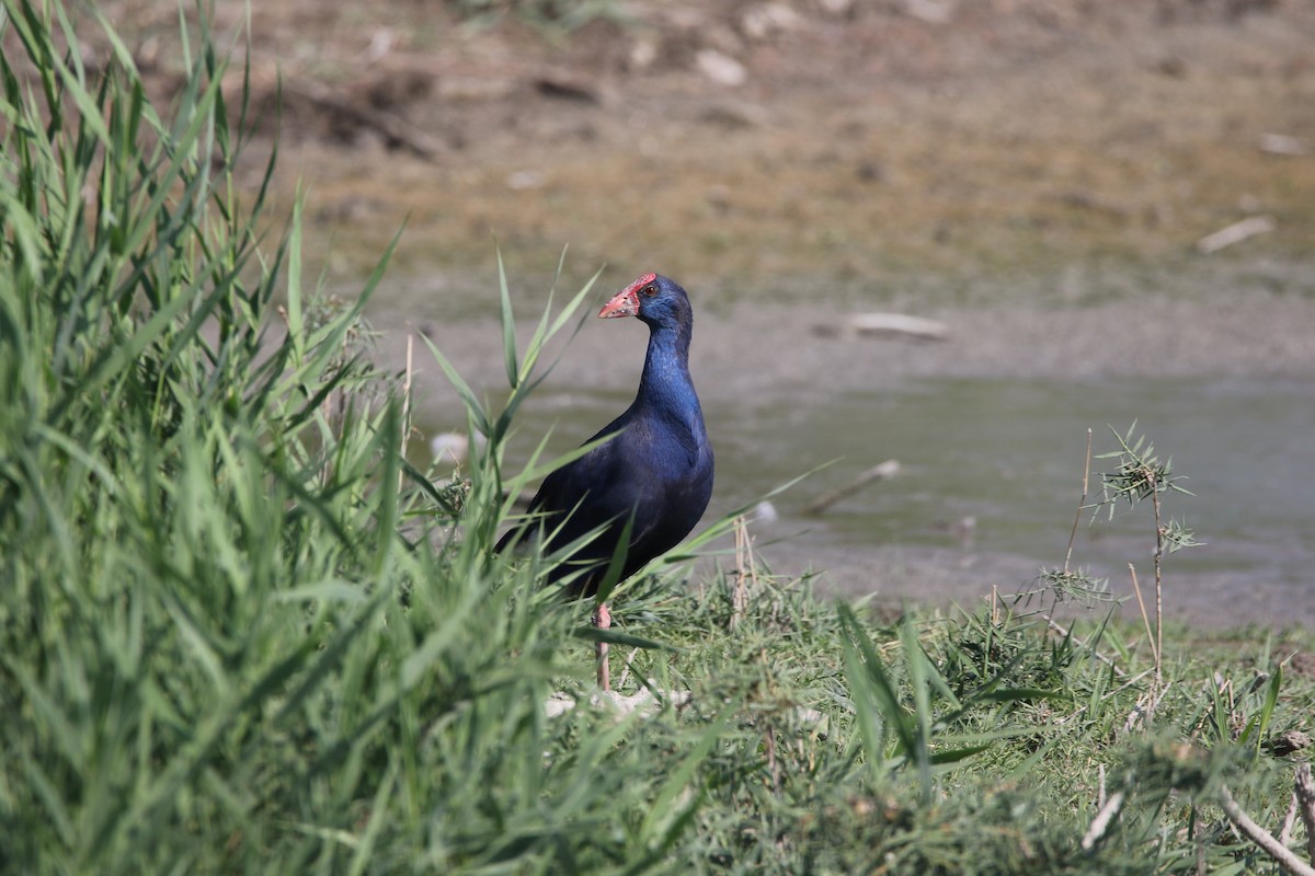 Western Swamphen - ML631163910