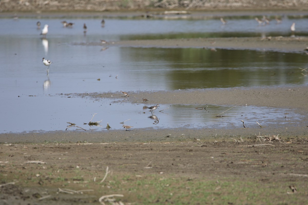 白腰草鷸 - ML631164018