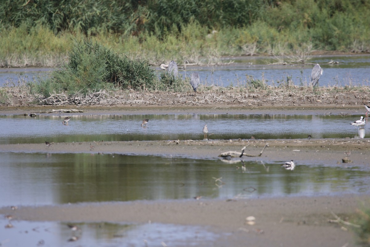 流蘇鷸 - ML631164081