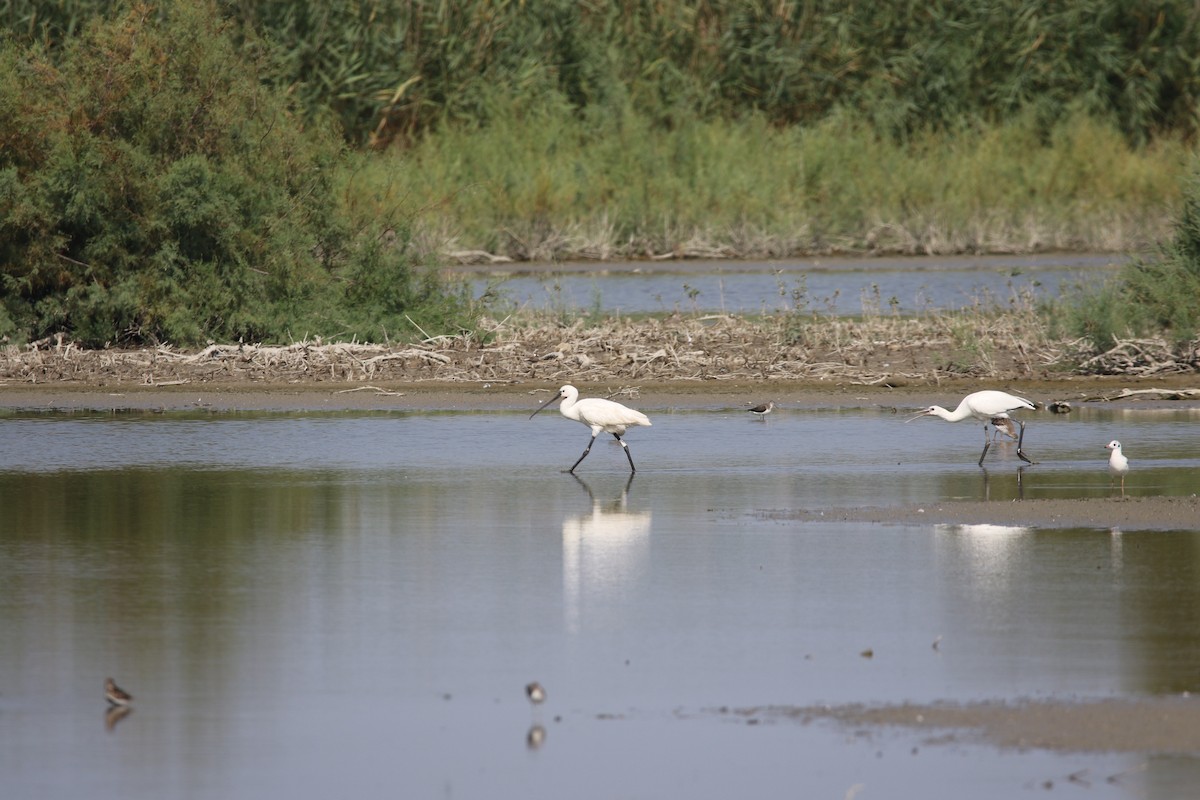 白琵鷺 - ML631164156