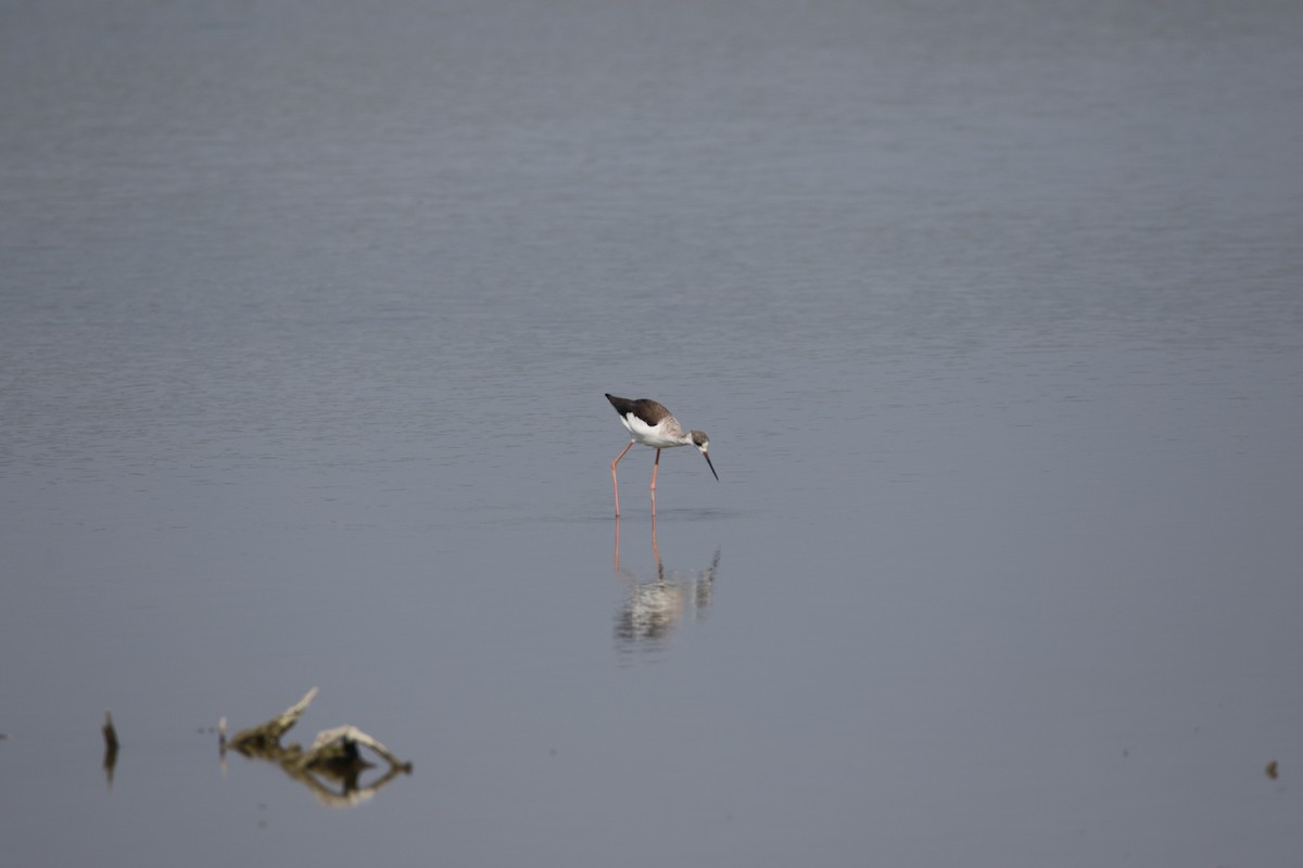 高蹺鴴 - ML631164292