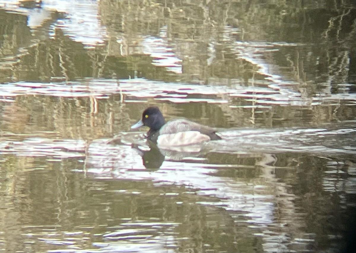 Lesser Scaup - ML631164316