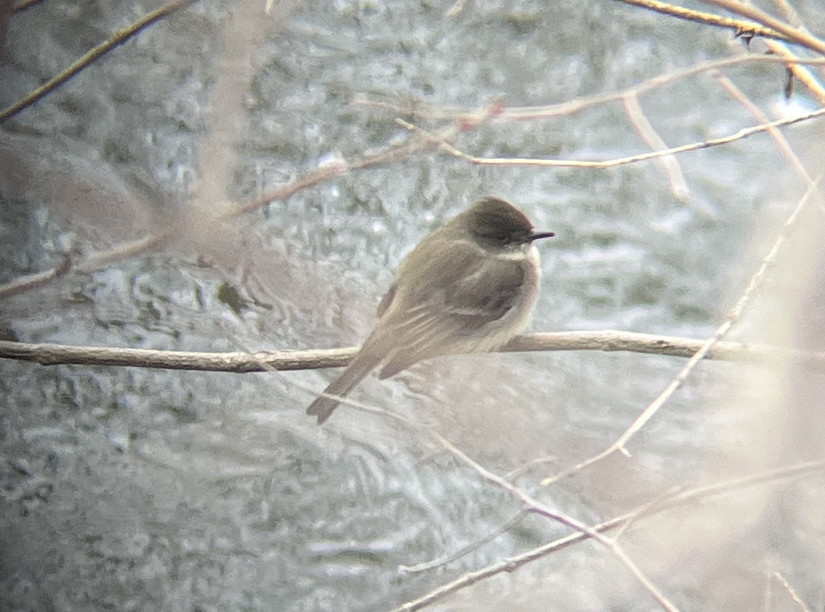 Eastern Phoebe - ML631164346