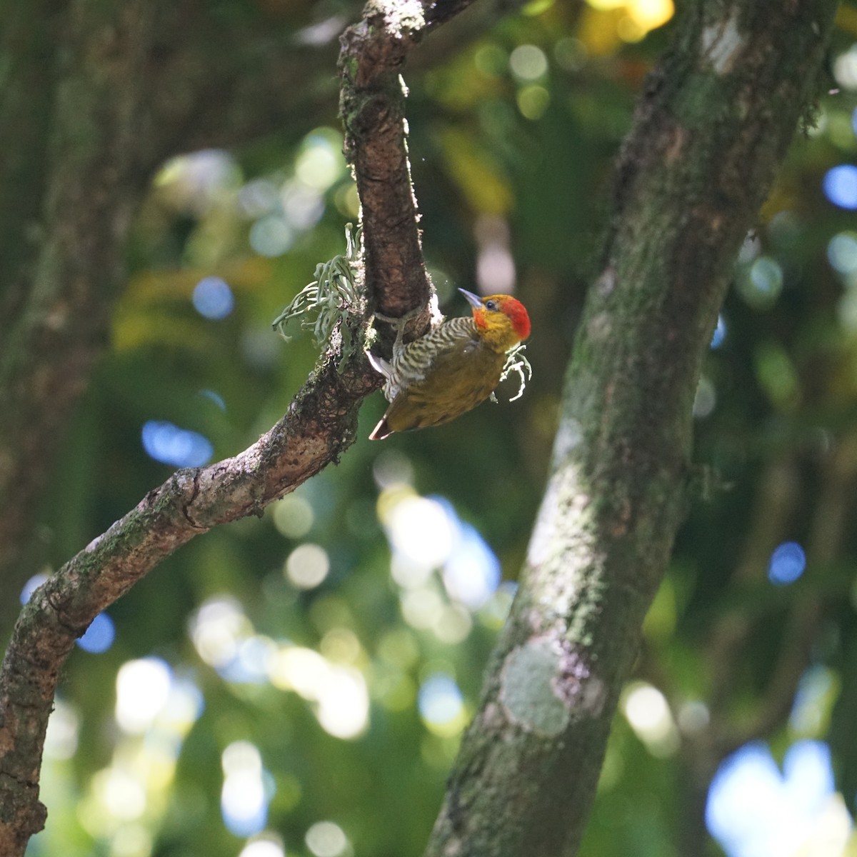 Yellow-throated Woodpecker - ML631164356