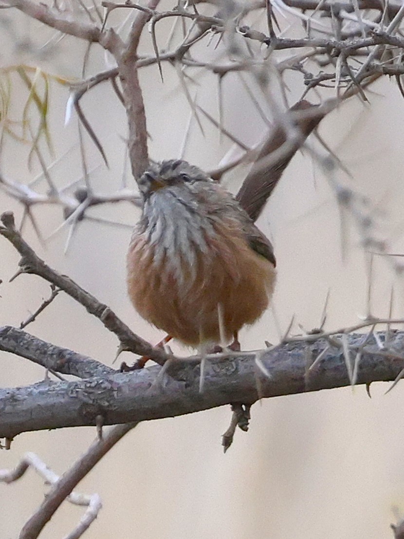 Scrub Warbler - ML631164388