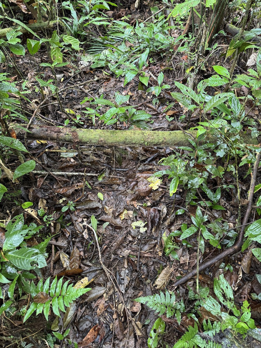 null - ML631164548