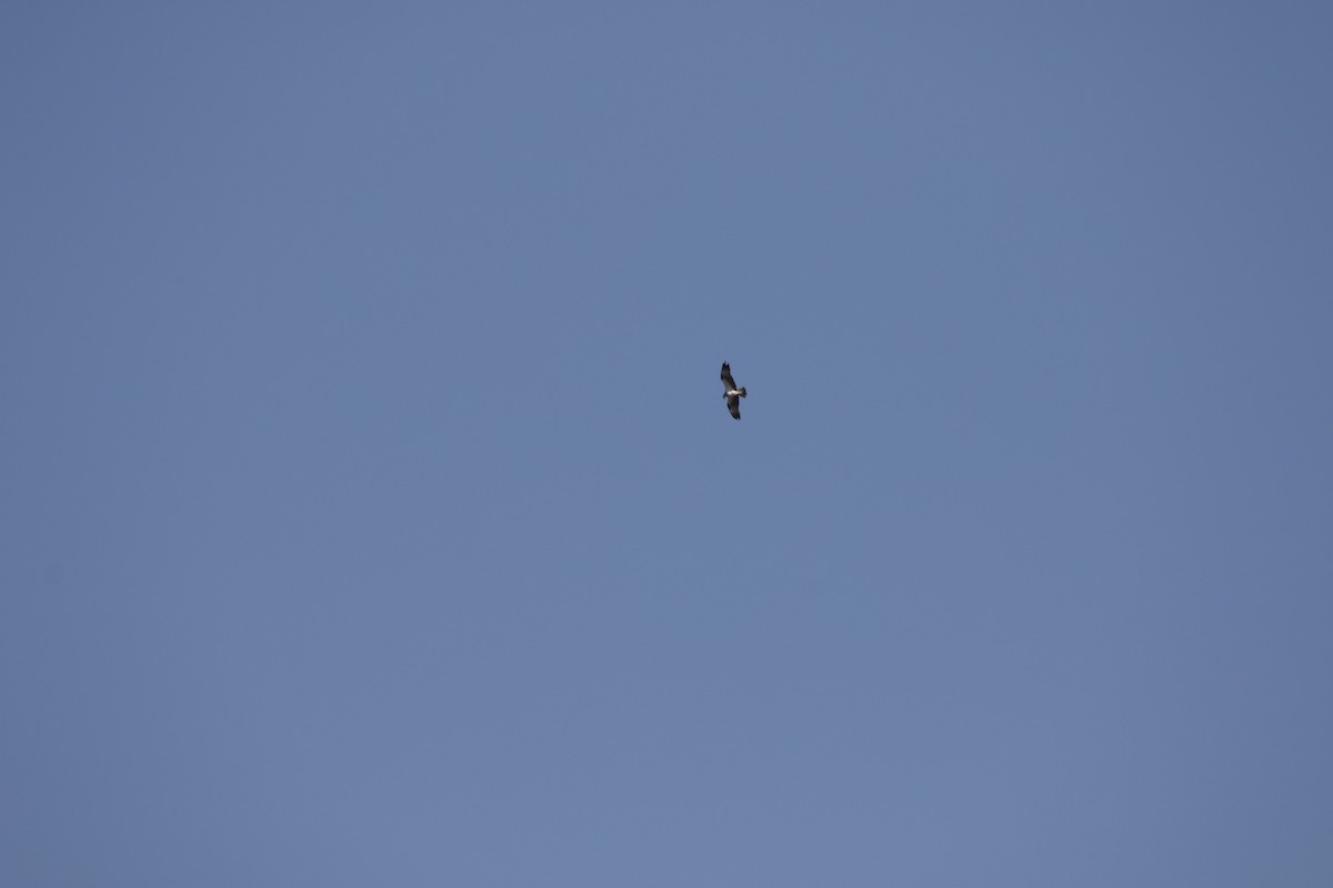 魚鷹 - ML631164646