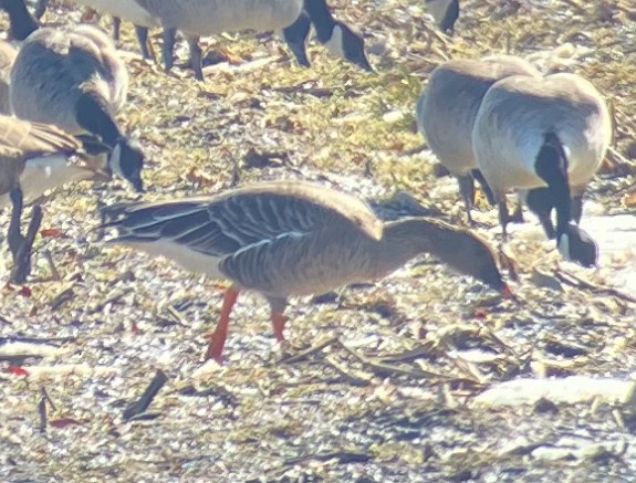 Тундрын буурал галуу - ML631164685