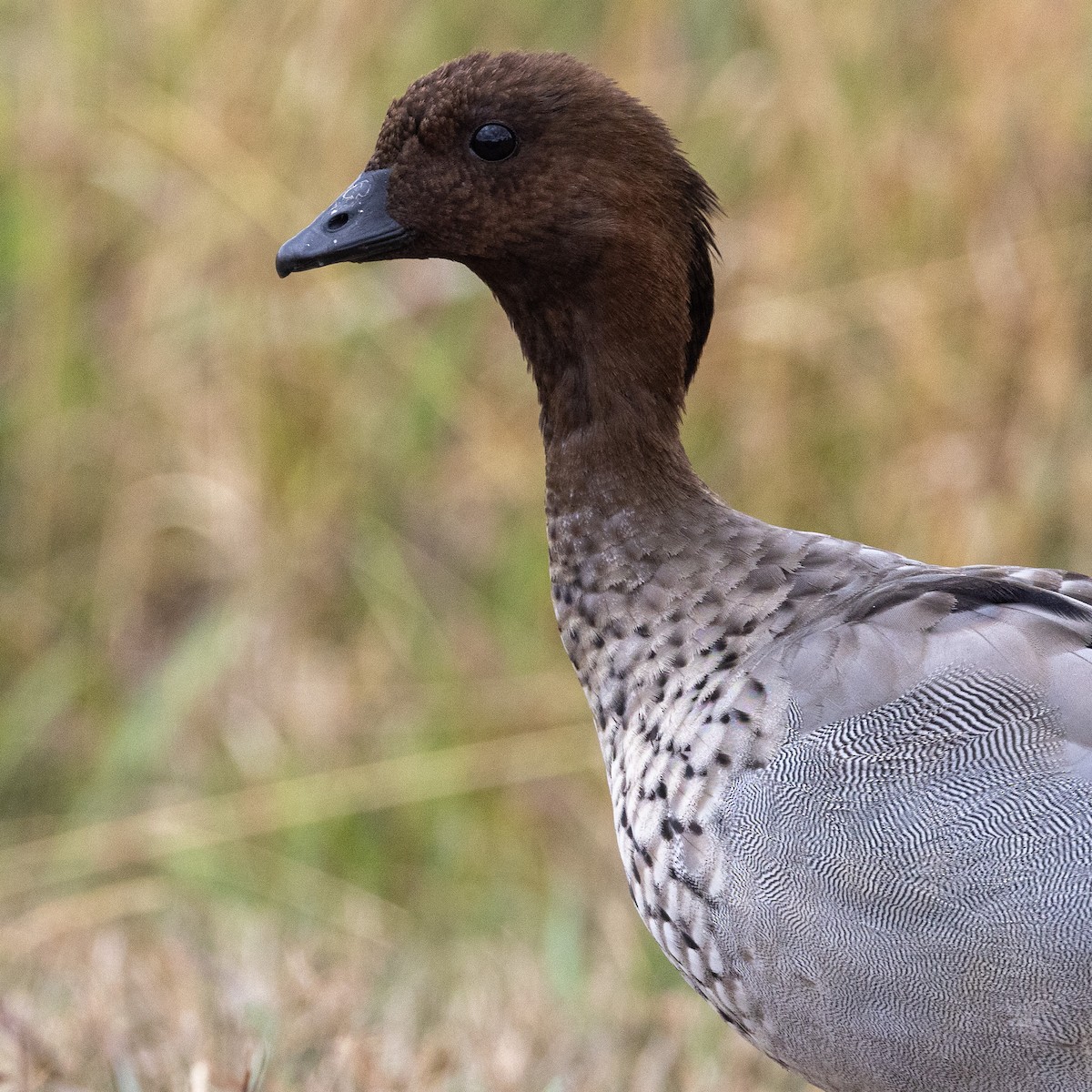 Maned Duck - ML631164824