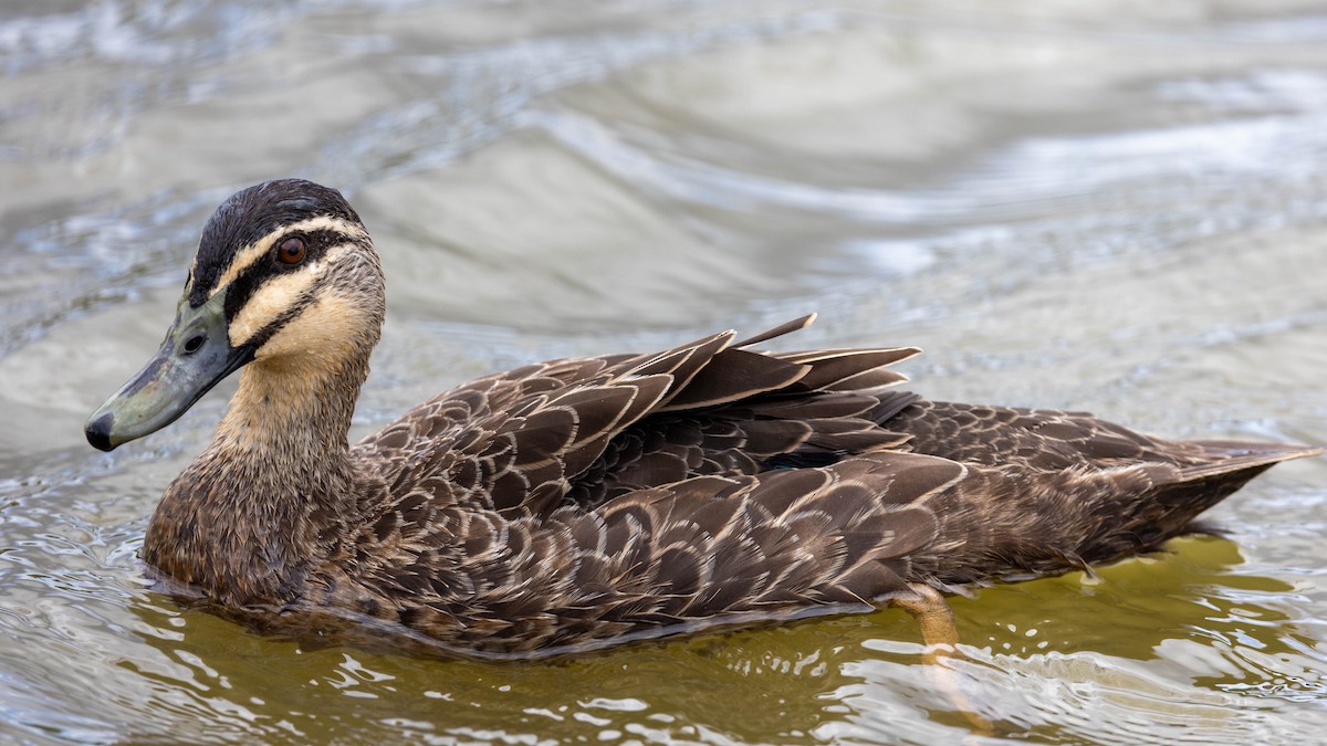 Pacific Black Duck - ML631164837