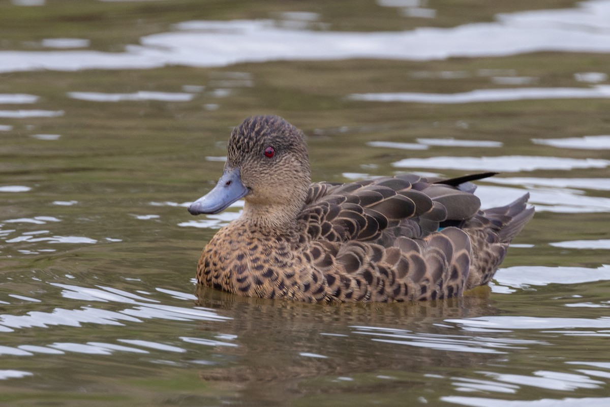 Blue-billed Duck - ML631164850