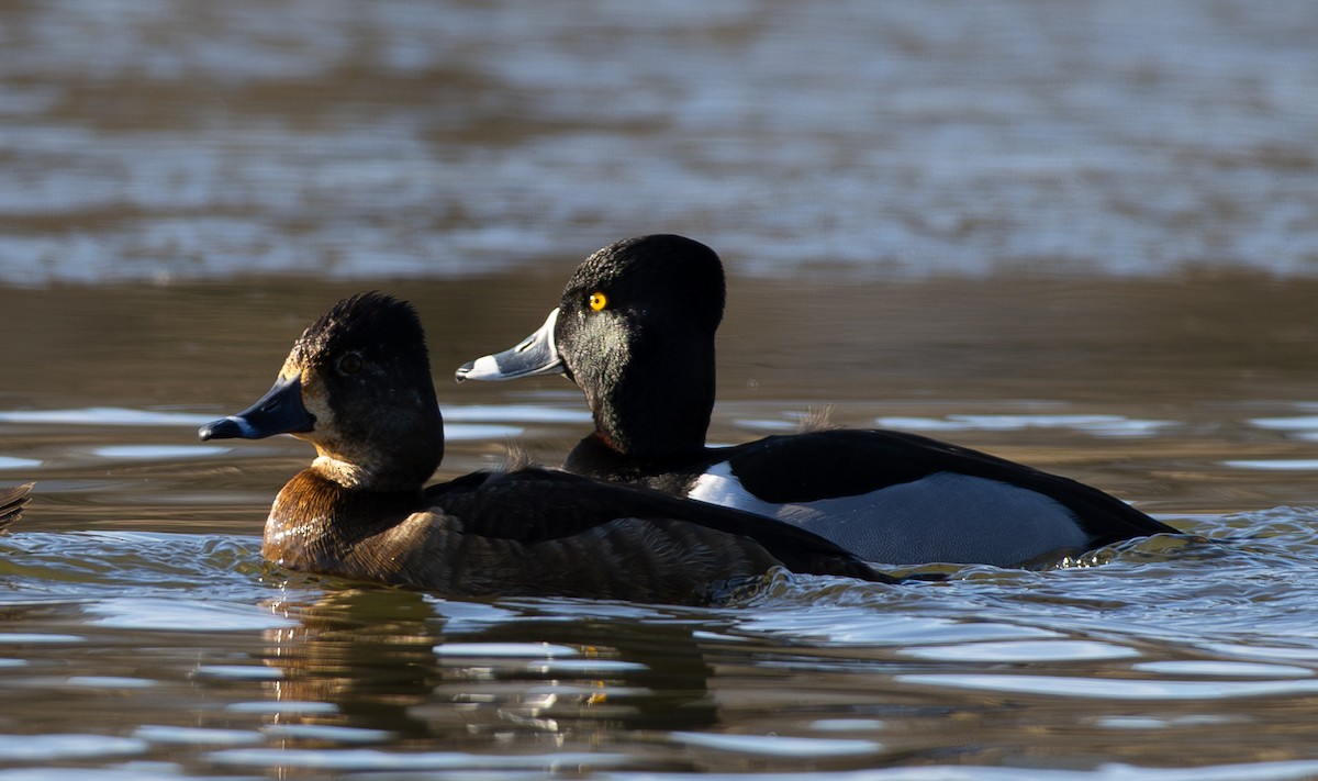 Ring-necked Duck - ML631164860