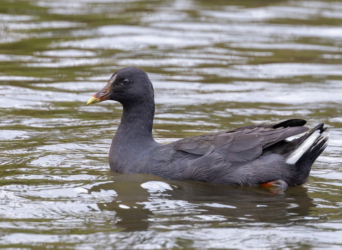 Dusky Moorhen - ML631164861
